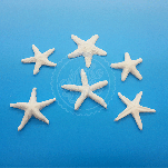 Petal Crafts Mould - Starfish Collection